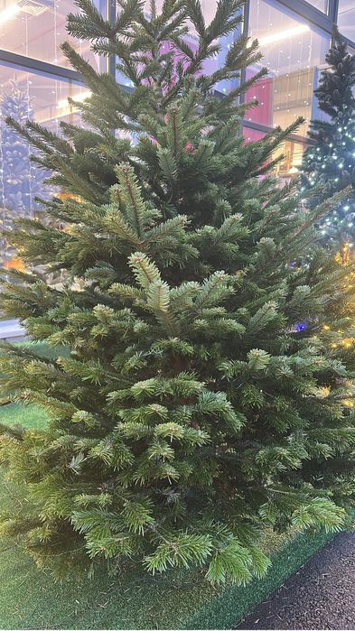 Пихта нордмана доставка