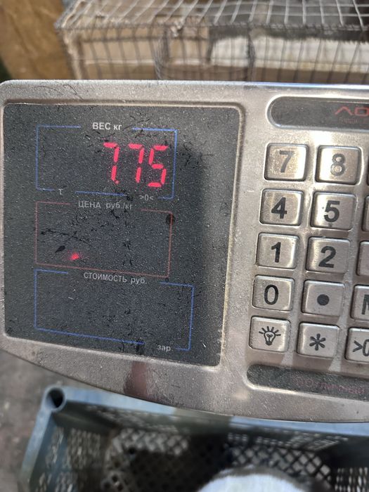 Продам крольчиху