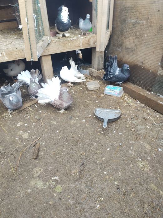 De vânzare porumbei indieni