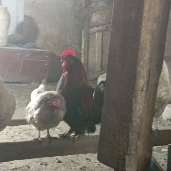 Продаются домашние петухы