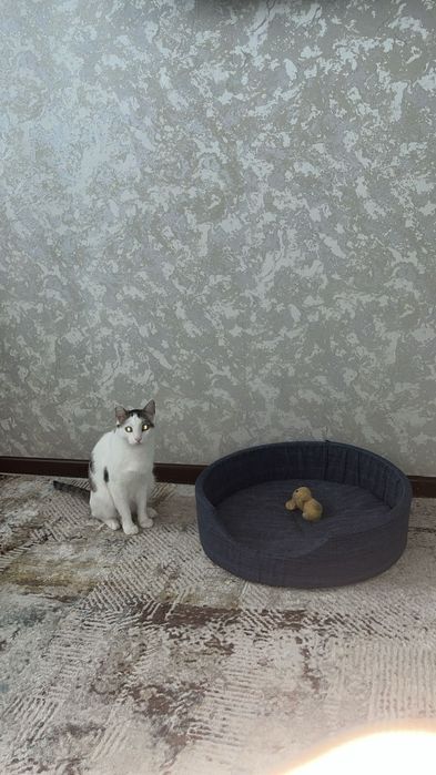 Отдаем кота в хорошие руки