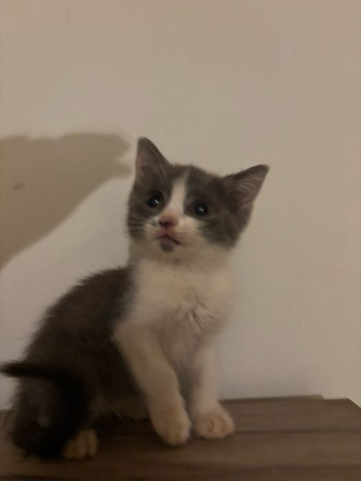 Spre adoptie 2 pisoiasi