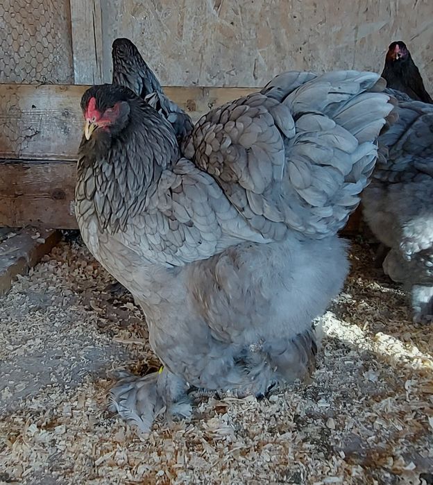 Ouă incubat păsări de rasă