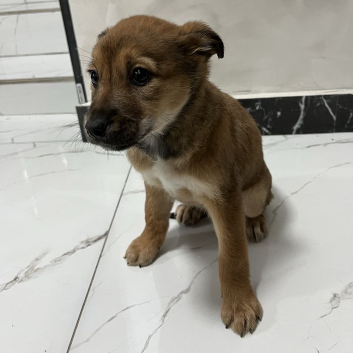 Щенок щенята щенки собака