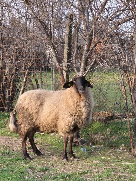 Oaie sarbeasca de vanzare