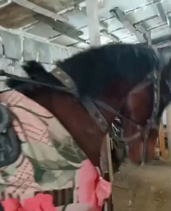 Таза қанды айғыр сатылады