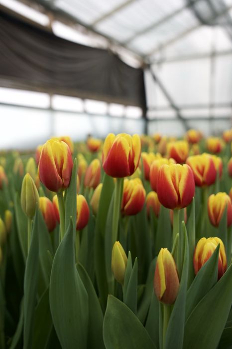 Тюльпаны на 8 марта