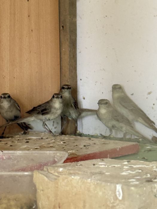 Соловей (bul bul ) sotiladi