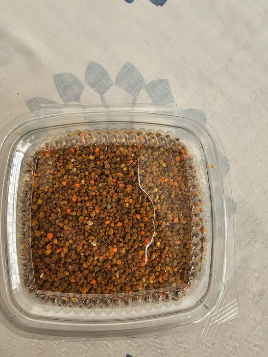 Polen crud de la pomi fructiferi papadie recoltat anul acesta