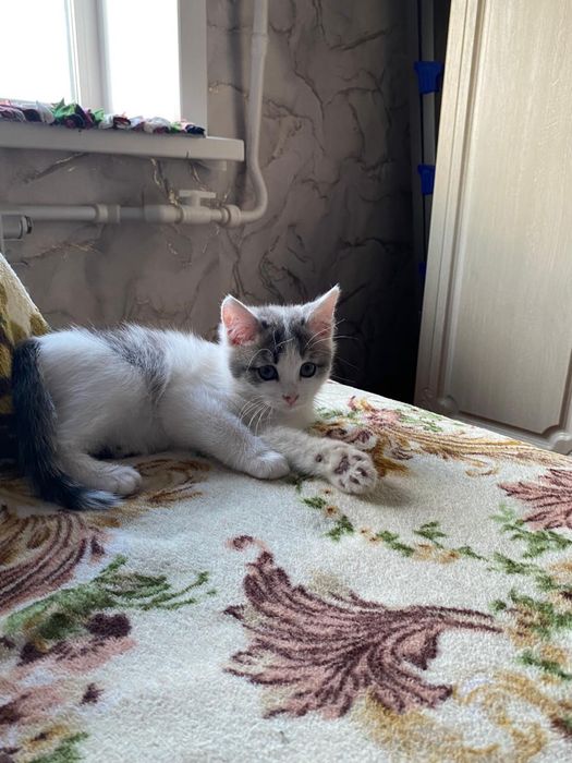 Отдам котенка в добрые руки