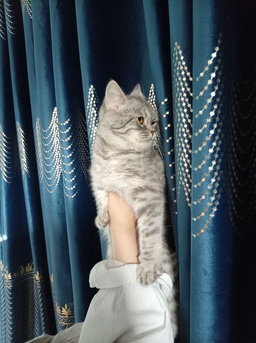 Mushuk sotiladi 7oylik