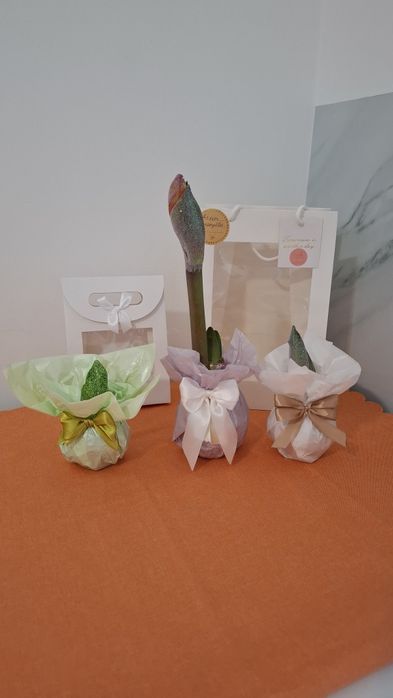 Амариллис в воске