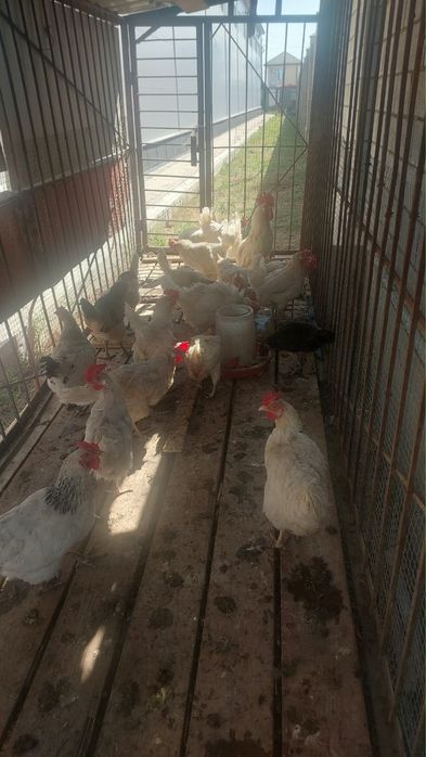Куры несушни продам