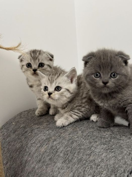 Вислоухие Шотландские котята