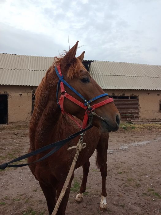 Тай сатылады мінгі