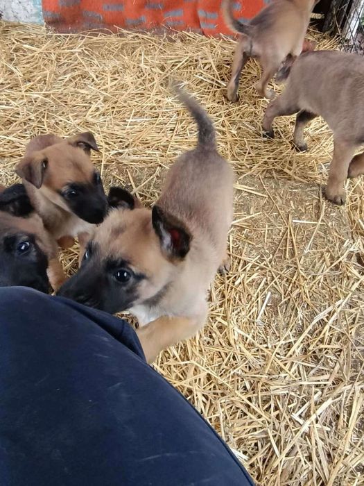 Белгийка овчарка-Малиноа