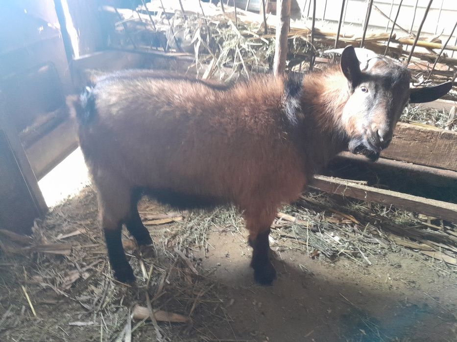 Vând țap de rasă vârstă 8 luni