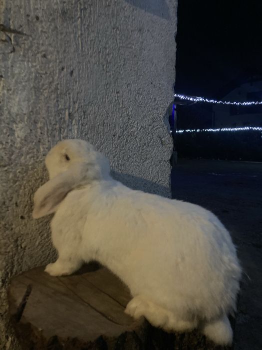 Vand iepurita berbec german