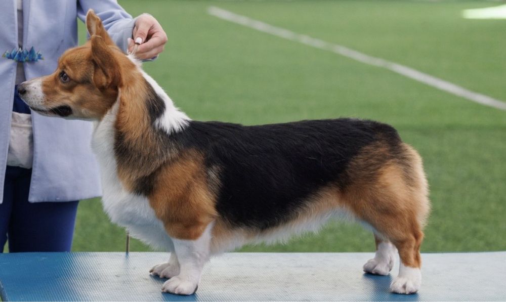 Вельш корги пемброк ищет себе подругу!