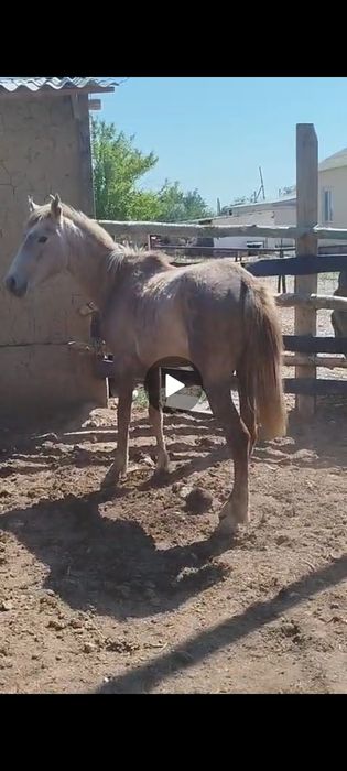 Срочно байтал продам