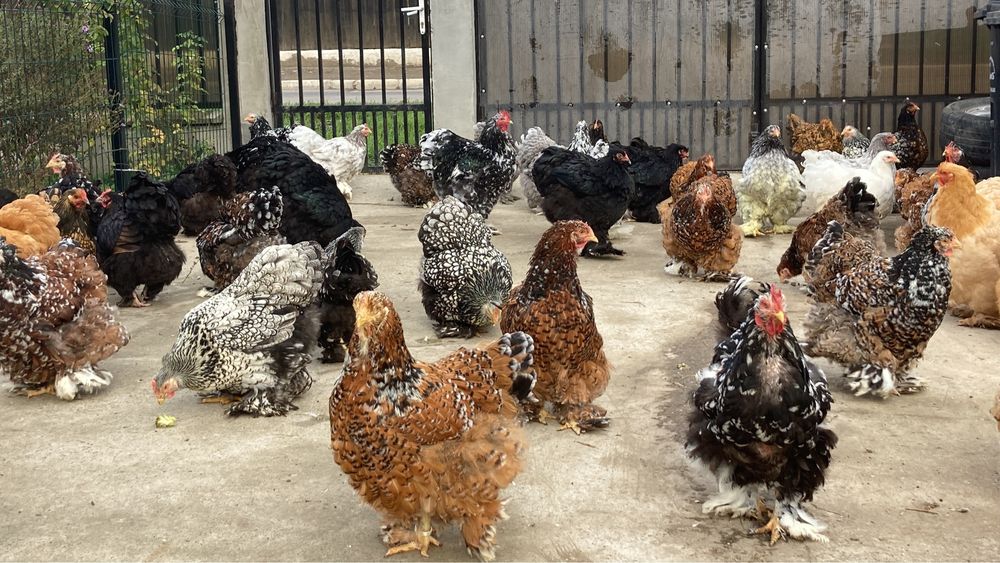 Oua Cochinchina urias diferite varietati de culoare