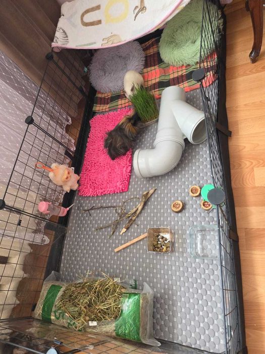 Продам морских свинок