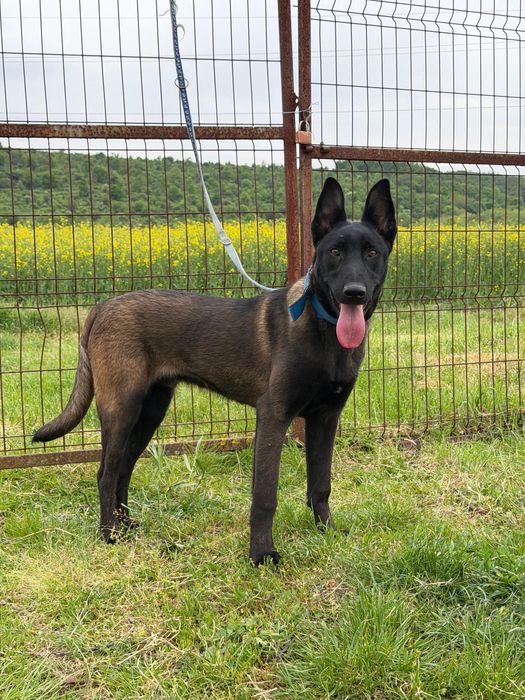 Mascul Ciobanesc Belgian Malinois