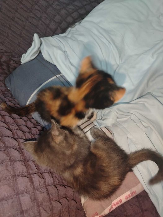 Mushuk bolasi 3ta. Tekinga