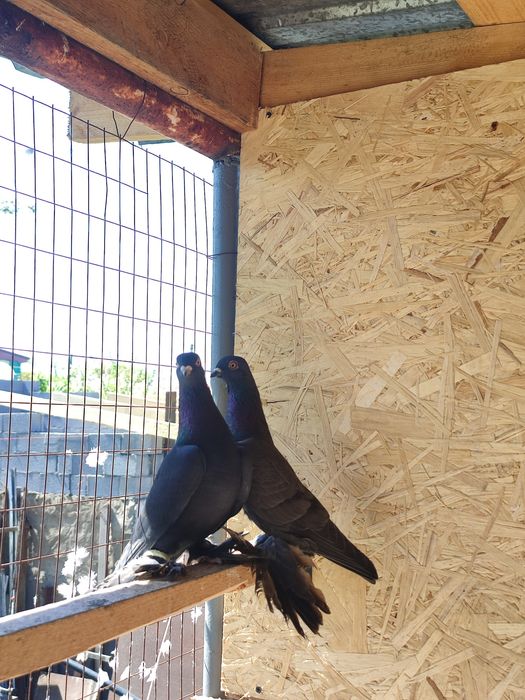 Продаж голубей разные