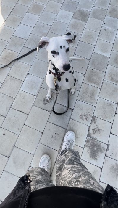 Предоставляю услуги хендлера/кинолога