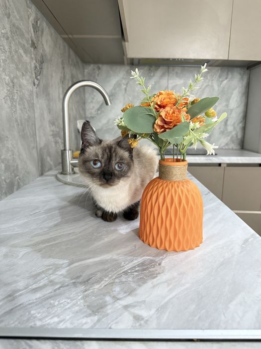 Отдам даром сиамсую кошку