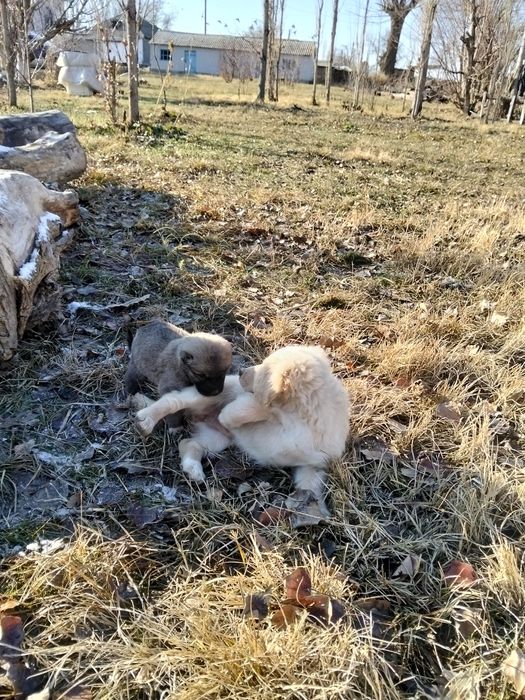 Охотничный собака