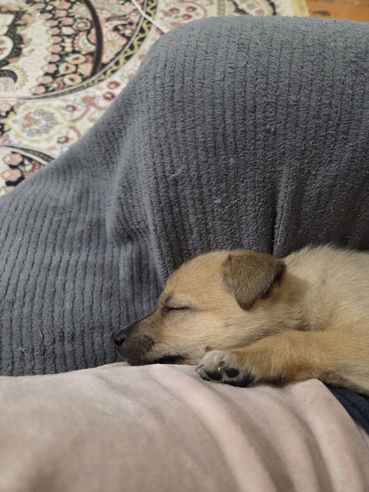 Отдам щенка собачка