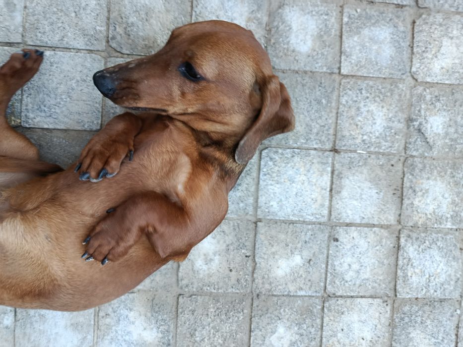 Такса девочка 9 месяцев