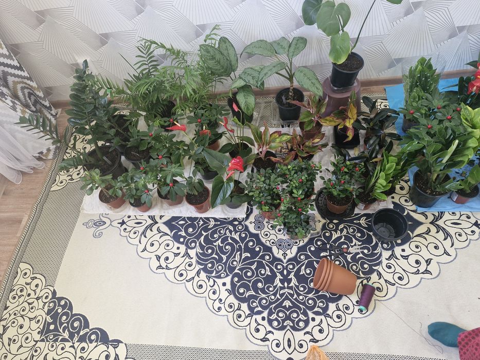 Домашие цветы из