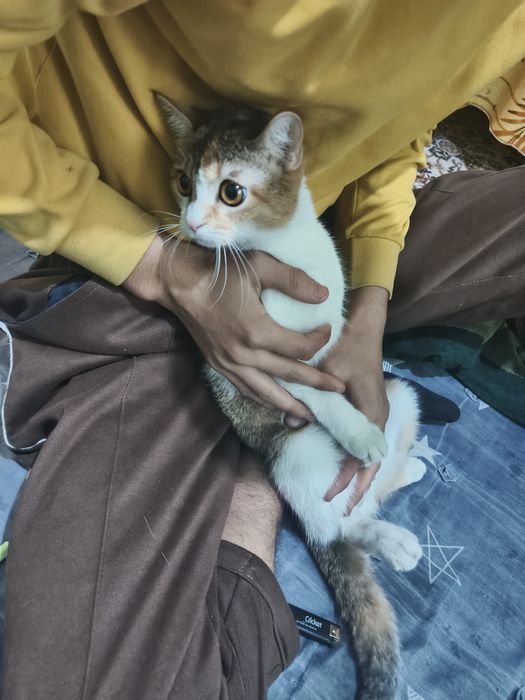 Mushuk sotiladi Zoti shinshila