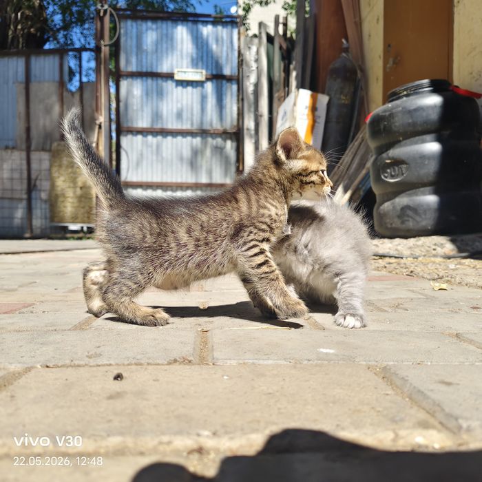 Котята даром, милые друзья
