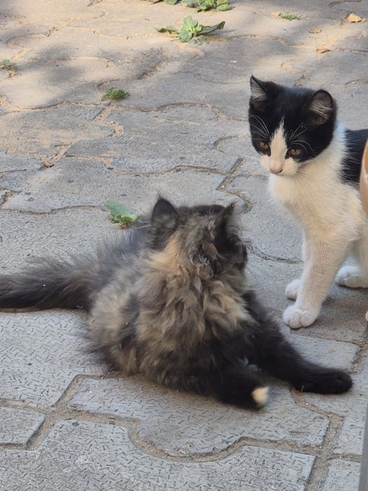 Котята в добрые руки отдам