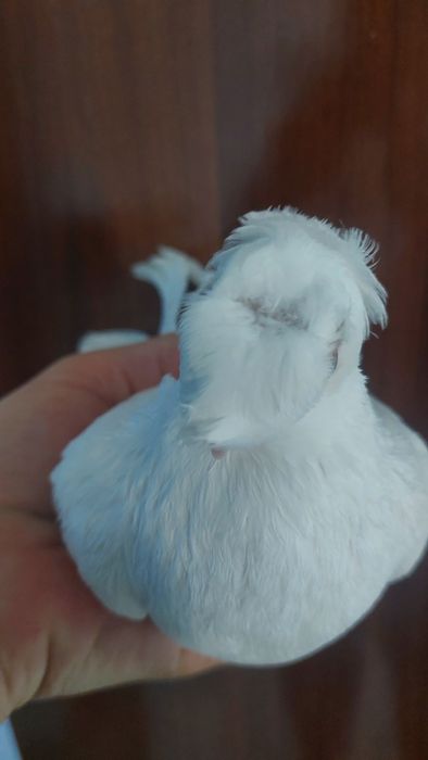 Голуби белый двухчубый самец кептер