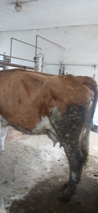 Vând vaci bune de lapte