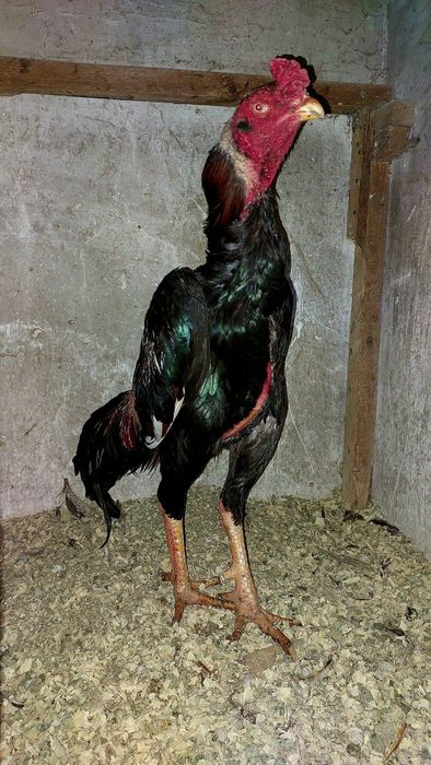 Дакан. Бойцовский петух