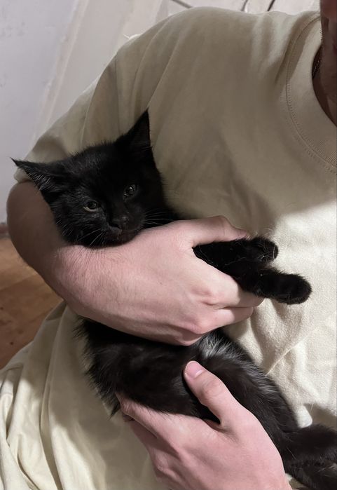 котенок (девочка) в добрые руки