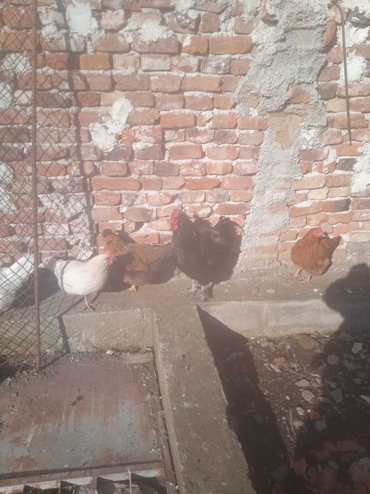 Петлета домашни на 8 месеца