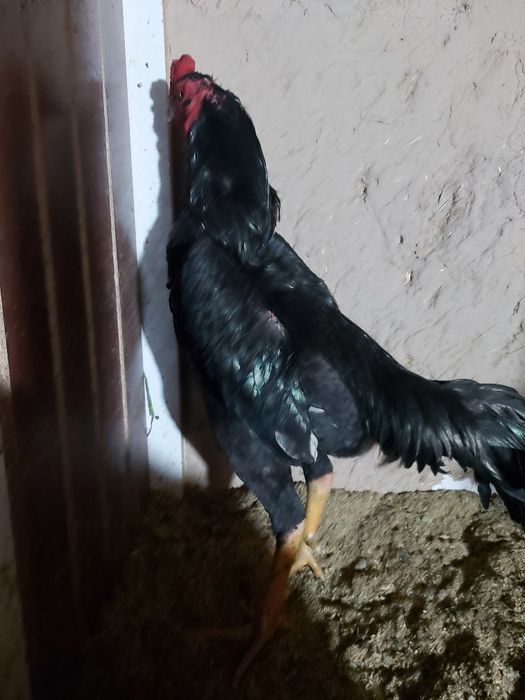 Yanvarda chiqan juja sotiladi