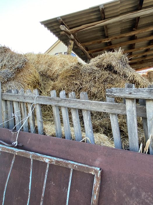 Сабан шоп сатылады