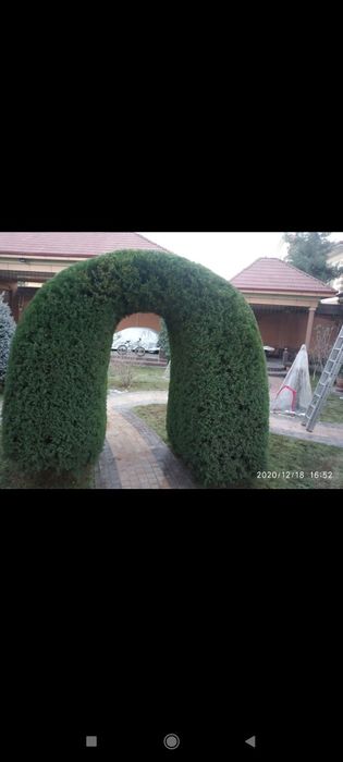 Archa mevali daraxt kesish