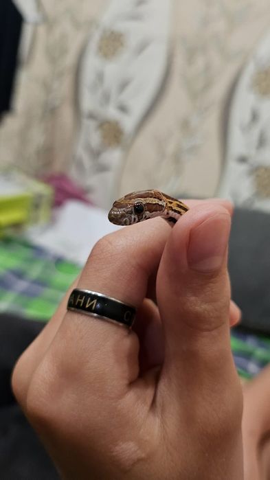 Маисовый полоз змея