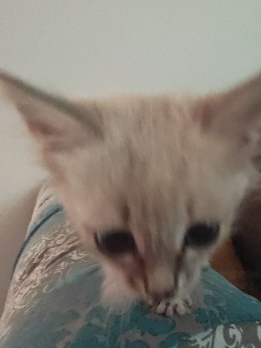 Отдаем котенка девочку в добрые руки