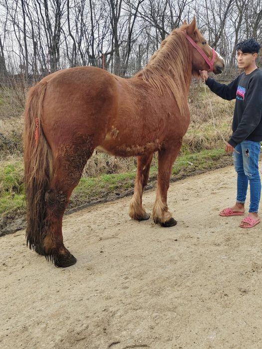 Vând manza de 3 ani