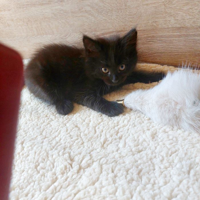 Милые котята ищут дом.